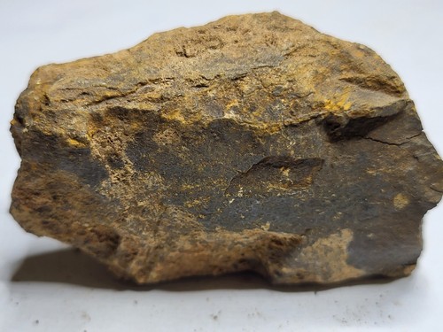 Genuine dinosaur bone fossil - genuine,