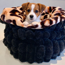 chihuahua snuggle sack, luxury