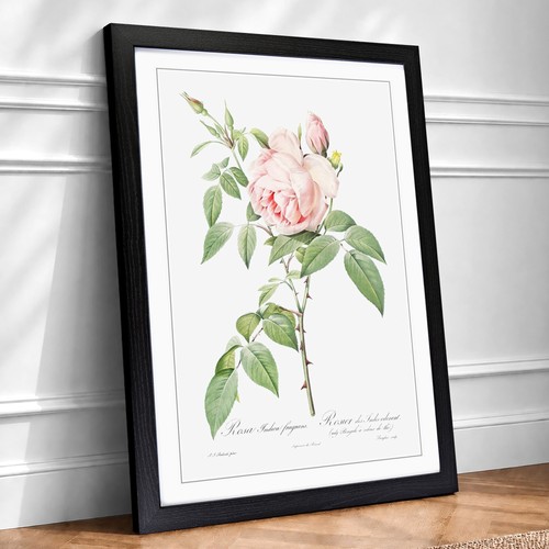 The pale pink roses - pale,