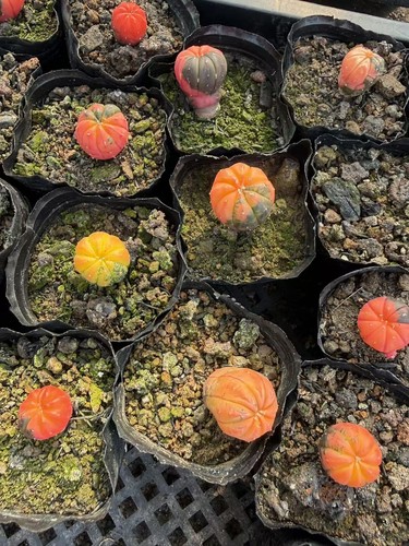 10pcs astrophytum asterias - 10pcs,