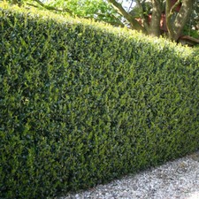 Box Hedge Alternative, Ilex Crenata Green Hedge, 7/9cm Potted, Evergreen Hedging