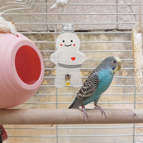 Bird accessories automatic - bird,