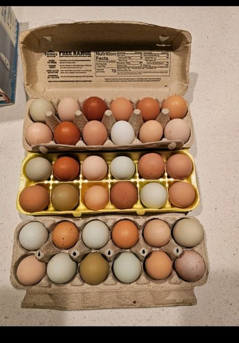 Rare breed chicken - 12+,