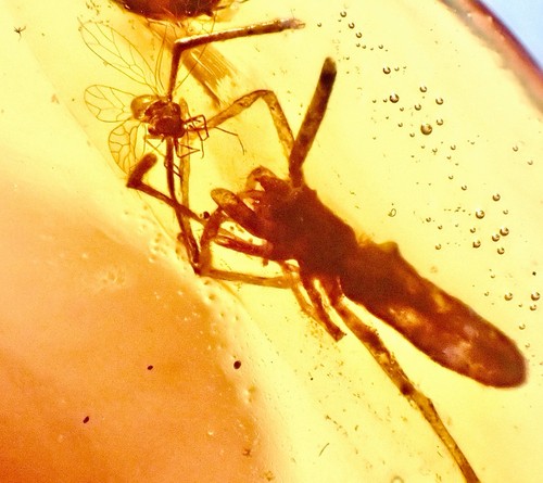 Large spider catching - large,