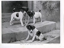 SMOOTH FOX TERRIER PUPPIES DOG