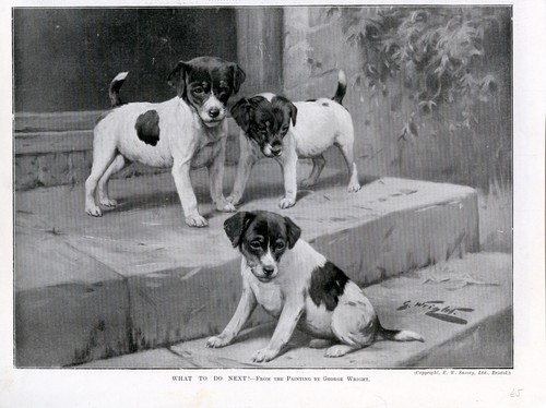 Smooth fox terrier puppies - smooth,