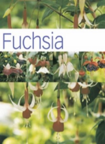 Fuchsia hamlyn care - fuchsia,