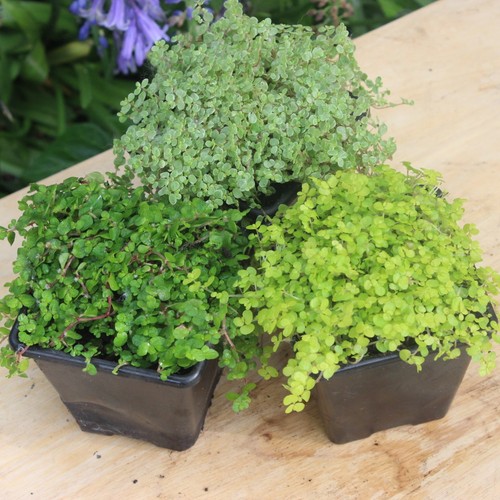 Baby tears plant - baby's, 3