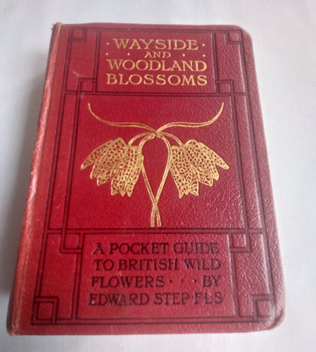 Wayside and woodland - woodland, blossoms