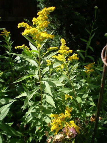 Organic norfolk yellow - 2,