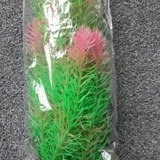 Huge Aquarline Plastic