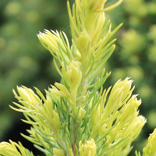 Picea glauca rainbow end - picea, 'rainbow's