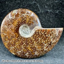 Polished ammonite large - polished,