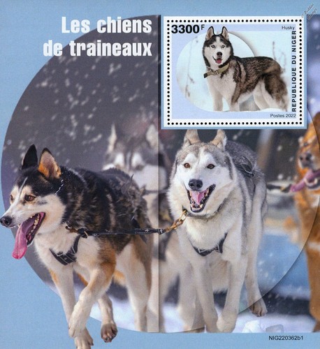 Sled dogs siberian - sled, siberian/alaskan
