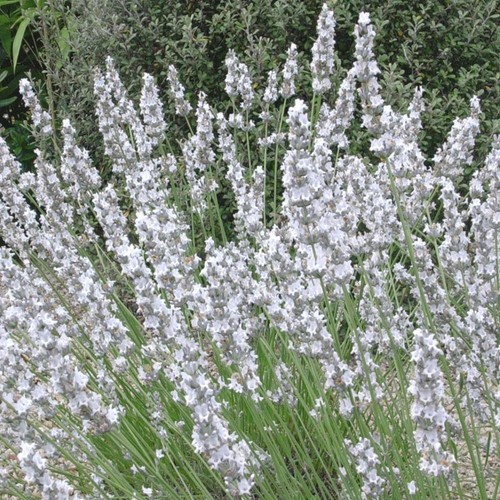 Lavender eldelweiss white - eldelweiss,