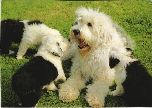 Cpa bobtail dog - cpa,