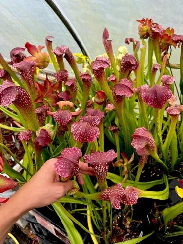 Sarracenia excellens giant - sarracenia,