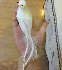 White Feather Long tail white