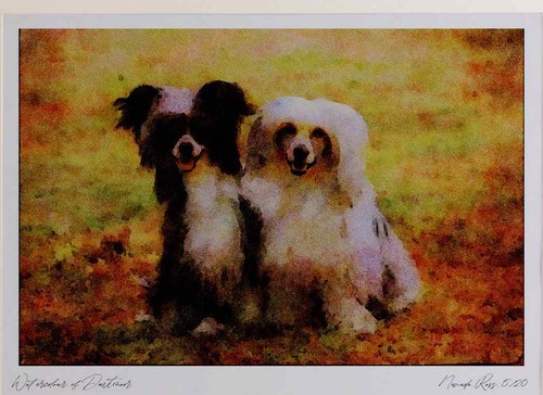 771045 chinese crested powder - chinese,
