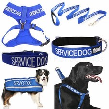Dexil SERVICE DOG Worded Dog