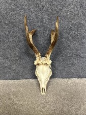 Roe Deer Buck Skull Antlers