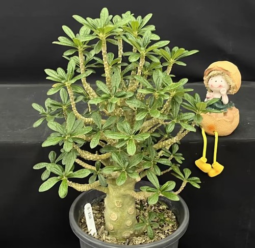 Pot 20cm dorstenia gigas - pot,