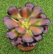 Aeonium 'Kilimanjaro' -