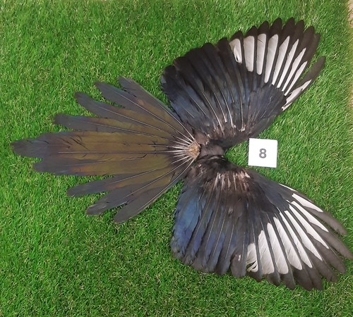 Genuine british magpie wings - british,