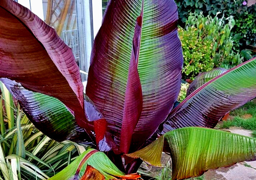 Ensete exotic banana tree - ensete,