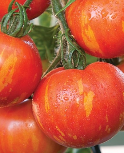Tomato tigerella plug - tigerella, x