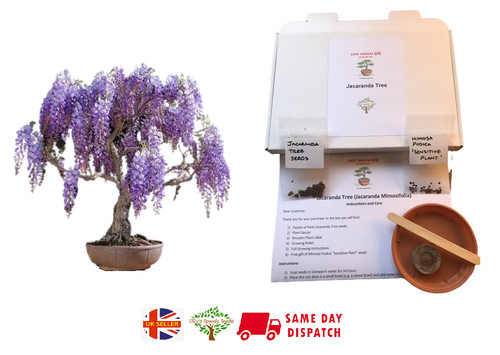 Grow your own bonsai - your,