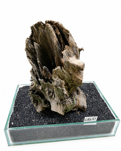 Corbo root cbs10 - corbo,