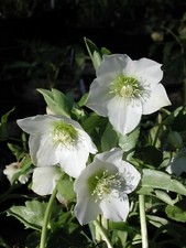 helleborus Hellebore