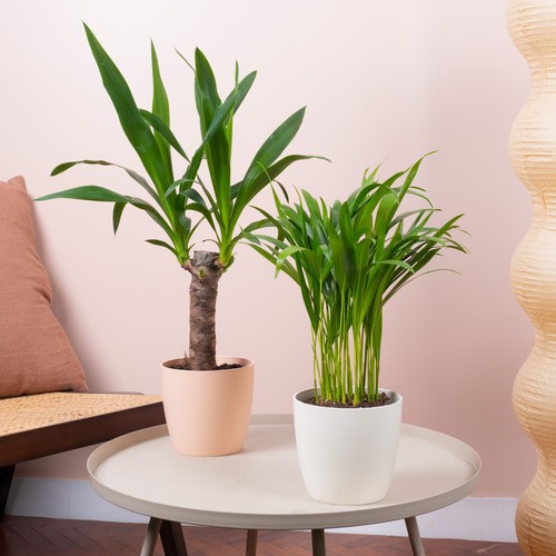 Indoor oasis house - indoor, plant