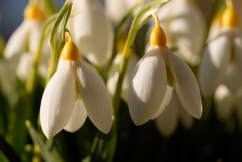 Galanthus treasure island - galanthus,