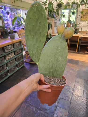 Cmspineless opuntia - cmspineless,