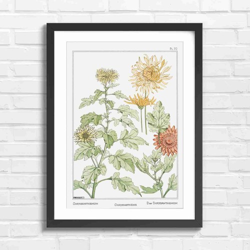 Vintage chrysanthemum - vintage,