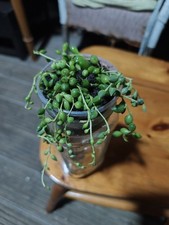 Live Plants 🌵 String Of