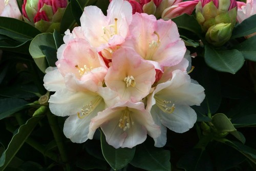 Rhododendron yakushimanum