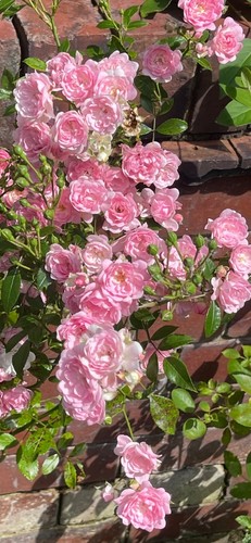 Pinkish rose plant - pinkish, (bush)