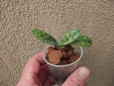 Paphiopedilum lawrenceanum