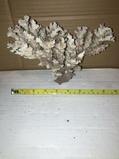 RB9 Dead Coral Reef Bone