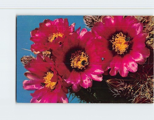 Postcard fendler hedgehog - postcard,