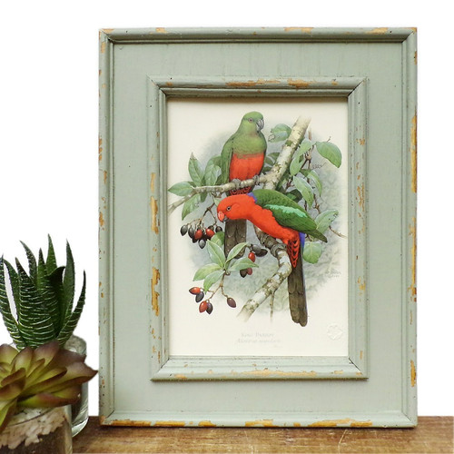 Parrot wall art print - print, bird
