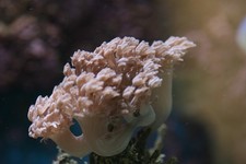 Pulsing Pom Pom Xenia