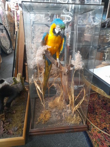 Stunning taxidermy macaw - stunning,