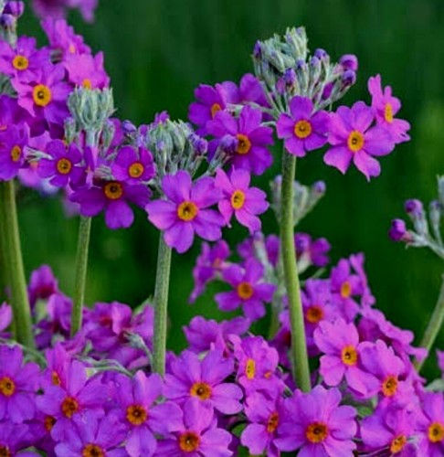 Primula beesiana bulleyana - primula,