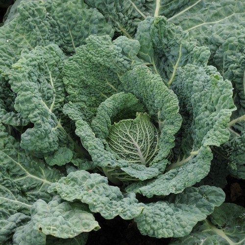 Savoy cabbage endeavour plants - savoy,