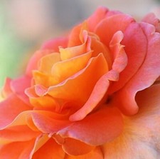 Scent From Heaven Climbing