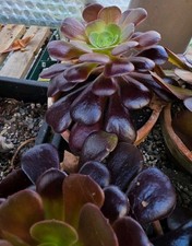  4 no Aeonium Black Rose
